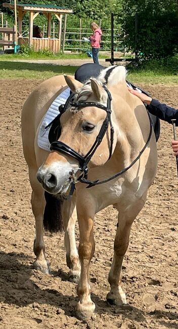 Reitbeteiligung auf tollem Pony in Fritzlar-Obermöllrich, Sarah K., Reitbeteiligungen, Kassel, Abbildung 2