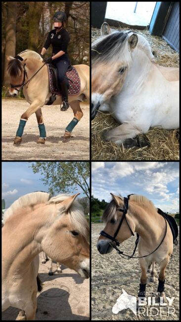 Reitbeteiligung auf tollem Pony in Fritzlar-Obermöllrich, Sarah K., Reitbeteiligungen, Kassel, Abbildung 8