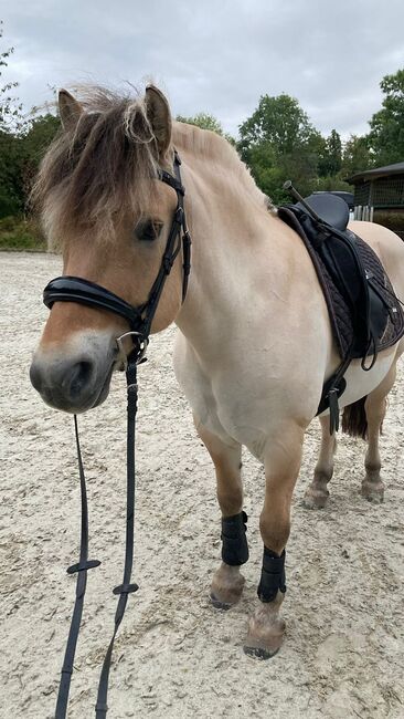 Reitbeteiligung auf tollem Pony in Fritzlar-Obermöllrich, Sarah K., Reitbeteiligungen, Kassel, Abbildung 6