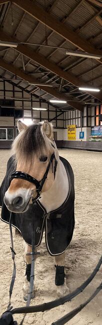 Reitbeteiligung auf tollem Pony in Fritzlar-Obermöllrich, Sarah K., Reitbeteiligungen, Kassel, Abbildung 3