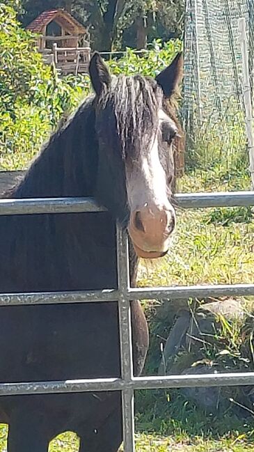 Reitbeteiligung vergeben an meinen 9 Jährigen Wallach, Julia Maar, Horse Sharing, Mieming , Image 3