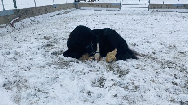 Reitbeteiligung vergeben an meinen 9 Jährigen Wallach, Julia Maar, Horse Sharing, Mieming , Image 4