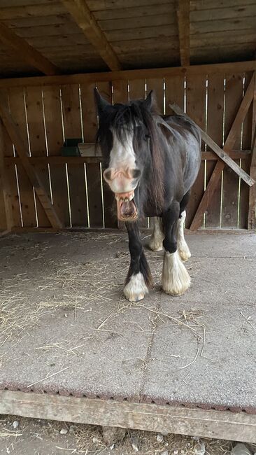 Reitbeteiligung vergeben an meinen 9 Jährigen Wallach, Julia Maar, Horse Sharing, Mieming , Image 5