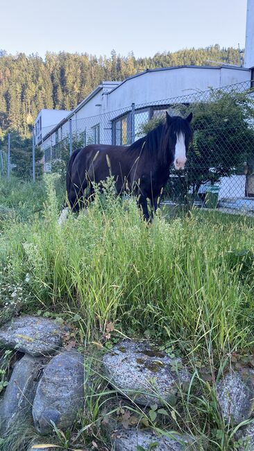 Reitbeteiligung vergeben an meinen 9 Jährigen Wallach, Julia Maar, Horse Sharing, Mieming , Image 6