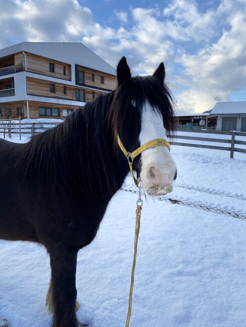 Reitbeteiligung vergeben an meinen 9 Jährigen Wallach, Julia Maar, Horse Sharing, Mieming , Image 7