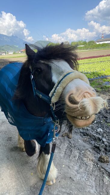 Reitbeteiligung vergeben an meinen 9 Jährigen Wallach, Julia Maar, Horse Sharing, Mieming , Image 8