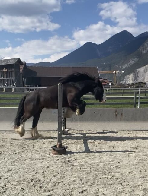 Reitbeteiligung vergeben an meinen 9 Jährigen Wallach, Julia Maar, Horse Sharing, Mieming , Image 10