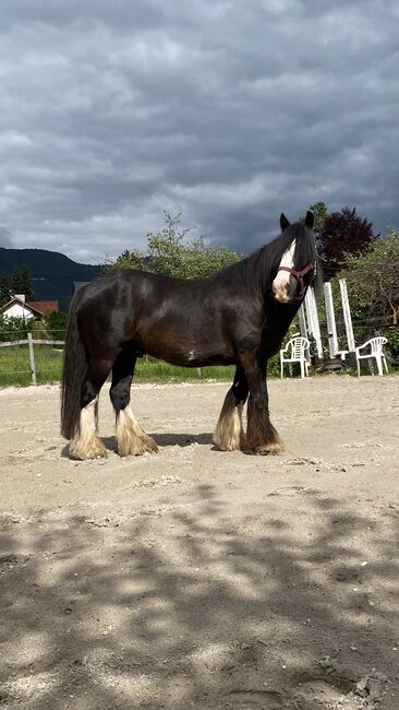 Reitbeteiligung vergeben an meinen 9 Jährigen Wallach, Julia Maar, Horse Sharing, Mieming 