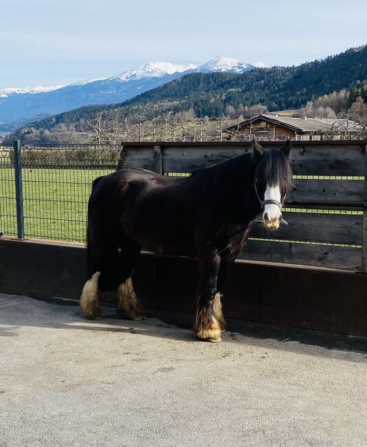 Reitbeteiligung vergeben an meinen 9 Jährigen Wallach, Julia Maar, Horse Sharing, Mieming , Image 11