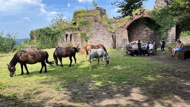 Reiterferien, Wiesentalranch, Reiturlaub, Mudau, Abbildung 5