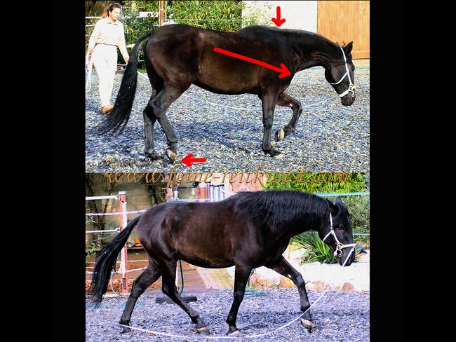 Reitkunst, Barockreiten, Bodenarbeit, Reitlehrer, Reitlehrerin, Kerstin Heyn - Feine Reitkunst (Sprint GmbH - Feine Reitkunst), Reitunterricht, Freiburg, Abbildung 9