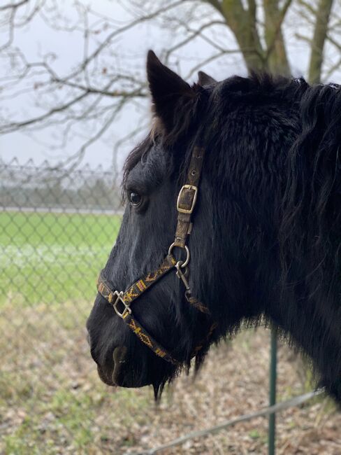 Reitpferd Friese Friesen Wallach, Privat, Pferd kaufen, Stendal , Abbildung 2