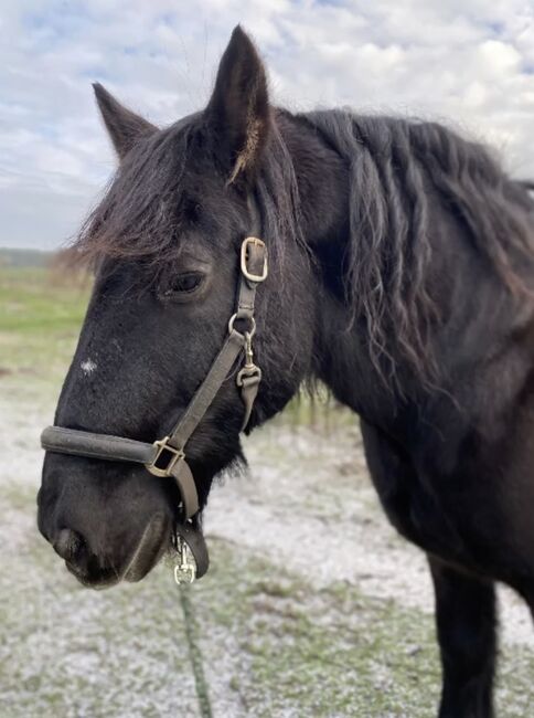 Reitpferd Friese Friesen Wallach, Privat, Pferd kaufen, Stendal 
