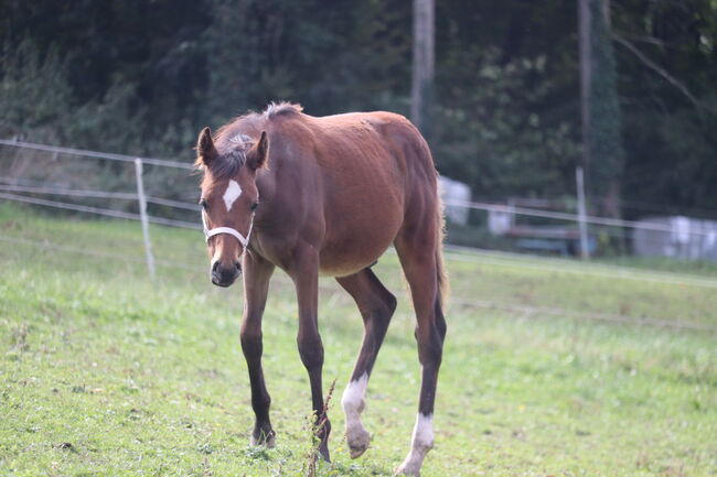 Reitpony Fohlen, Möser Nicole , Pferd kaufen, St. Georgen an der Leys