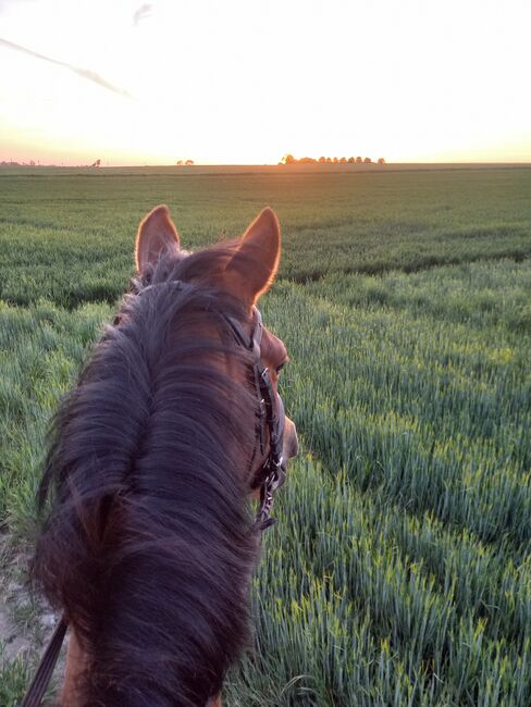 Reitpony/ Freizeitpferd *siebenjährig, 1,46m*, Laura , Pferd kaufen, Lossatal , Abbildung 8