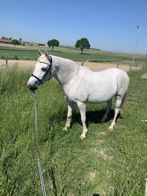 Reitpony Schimmel, Andrea Kuchelbacher, Pferd kaufen, Stockerau 