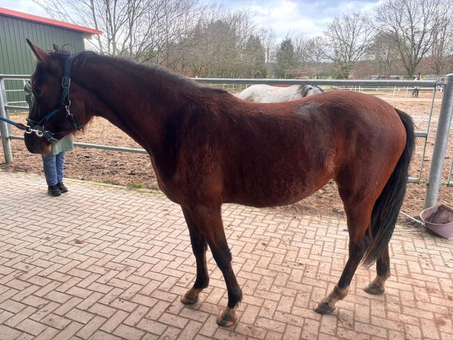 Reitpony Stute abstammend von D Gold AT NRW x Reitlands Du oder Keiner B, Pferdevermittlung Leus (Pferdevermittlung Leus ), Pferd kaufen, Henstedt Ulzburg, Abbildung 3