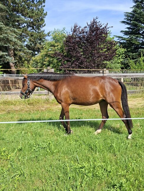 Reitpony Stute, Lisa, Pferd kaufen, Limbach-Oberfrohna