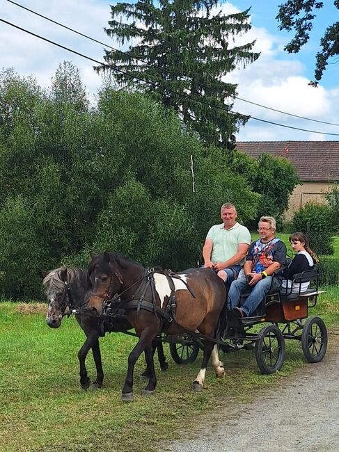 Reitpony/Wallach, Markus wendt, Pferd kaufen, Kamenz 