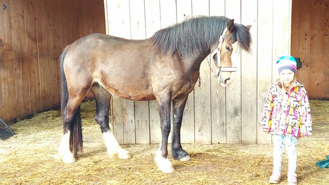 Reitpony Welsh Pony Kinderpony, Karina Fischer, Pferd kaufen, DROBOLLACH 