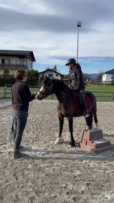 Reitpony Welsh Pony Kinderpony, Karina Fischer, Pferd kaufen, DROBOLLACH , Abbildung 2