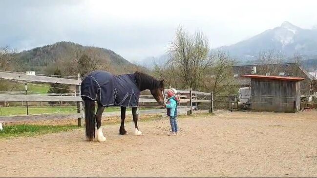 Reitpony Welsh Pony Kinderpony, Karina Fischer, Pferd kaufen, DROBOLLACH , Abbildung 3