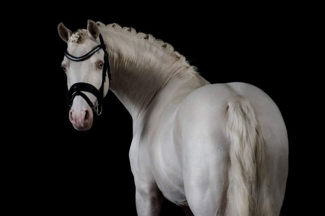 Reitponyhengst Buckskin, Martina, Pferd kaufen, Längenfeld, Abbildung 2