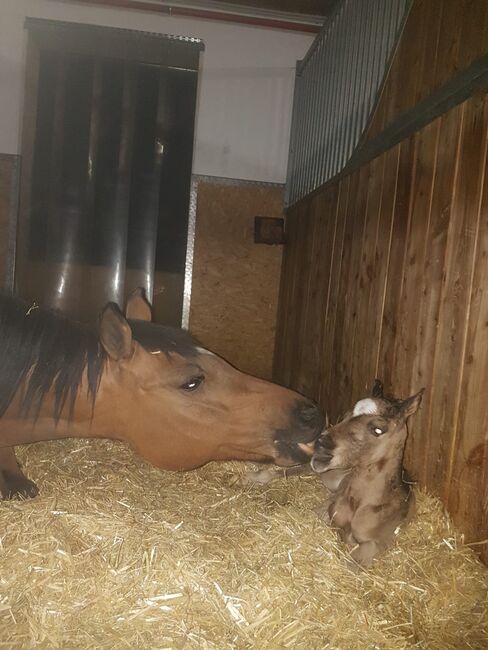 Reitponyhengst Buckskin, Martina, Pferd kaufen, Längenfeld, Abbildung 4