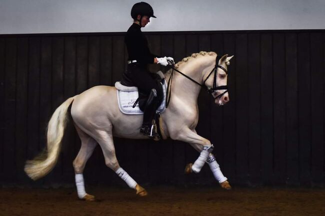 Reitponyhengst Buckskin, Martina, Pferd kaufen, Längenfeld, Abbildung 5