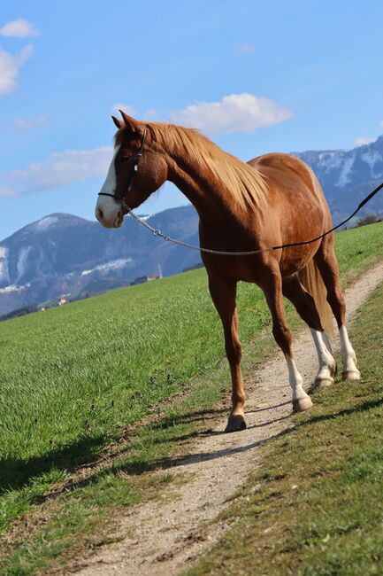 Reitponystute von Körsieger, Brit Fanta , Pferd kaufen, Eggmayr, Abbildung 5