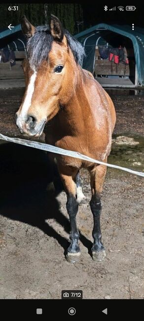 Reitponystute, Janine, Pferd kaufen, Taucha, Abbildung 7