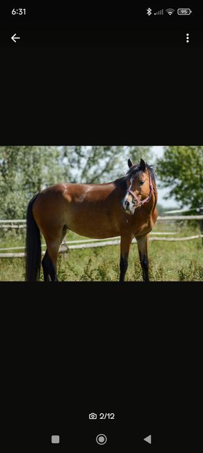 Reitponystute, Janine, Pferd kaufen, Taucha, Abbildung 2