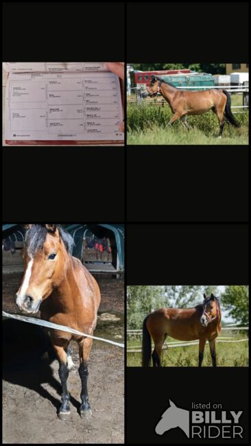 Reitponystute, Janine, Pferd kaufen, Taucha, Abbildung 13