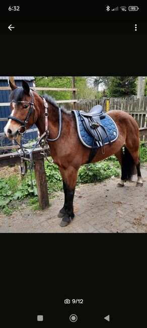 Reitponystute, Janine, Pferd kaufen, Taucha, Abbildung 9