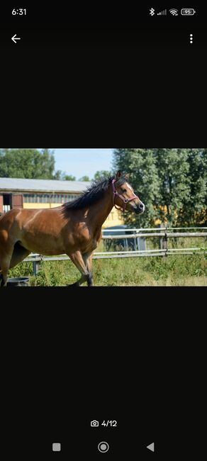 Reitponystute, Janine, Pferd kaufen, Taucha, Abbildung 4