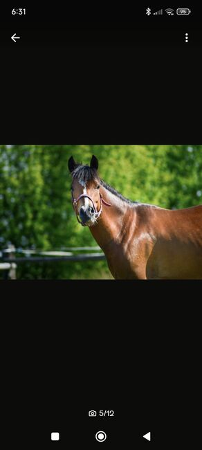 Reitponystute, Janine, Pferd kaufen, Taucha, Abbildung 5