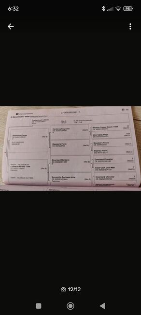 Reitponystute, Janine, Pferd kaufen, Taucha, Abbildung 12