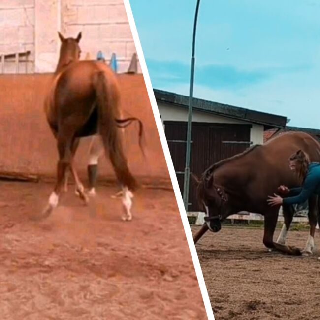 Reitunterricht, Saskia Rosche (Sliont Equine), Reitunterricht, Wittorf
