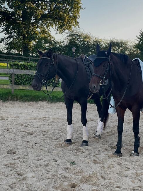 Reitunterricht für Kinder und Erwachsene, Inga Kiilu , Reitunterricht, Panker