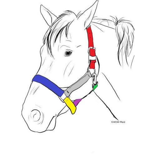 Stabiles Lederhalfter aus spanischer Sattelmeisterei ** Einzelstück ** UVP 95€, WOW Pferd  (WOW Pferd), Halters, Bayern - Attenkirchen, Image 5