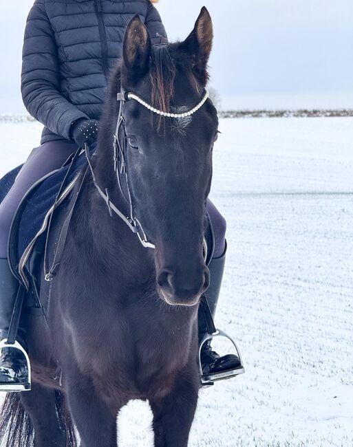 Freizeit,-Wiedereinsteiger,Anfänger Wallach, Balou, Konie na sprzedaż, Lüttgenrode