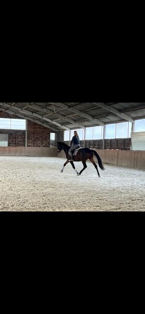 Entspannter Trakehner sucht fördernde Hände, Julia Kögler , Horses For Sale, schlierbach , Image 4