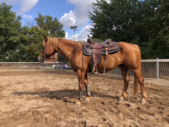 zuverlässiges Geländepferd, Kronwitter Petra , Horses For Sale, Mainbernheim, Image 4