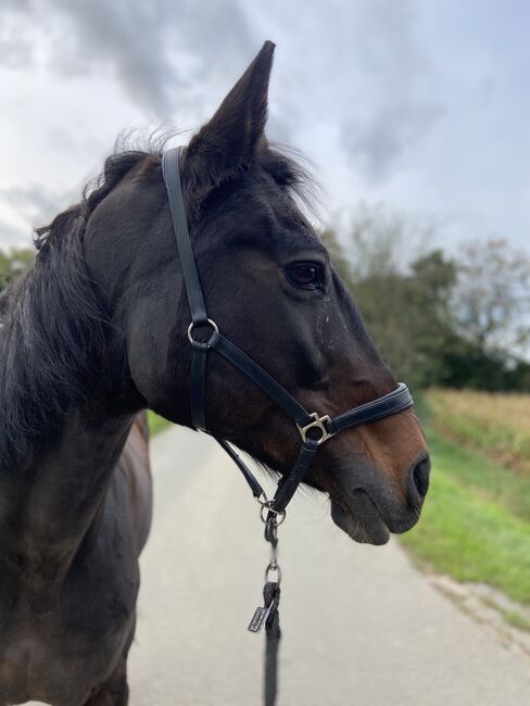 Verlasspferd / Reitbarer Beisteller, Carina , Horses For Sale, Dortmund , Image 3