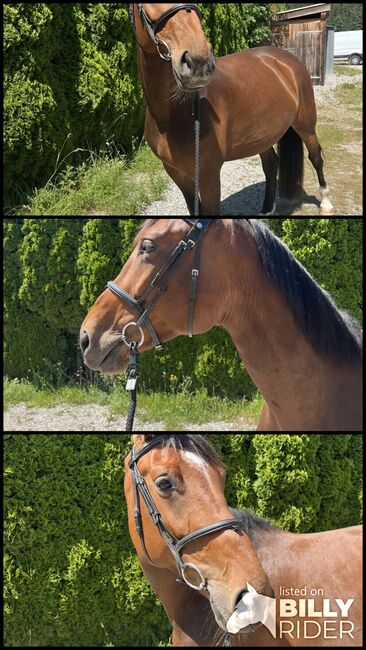Verlasspferd sucht Traumzuhause, Hannah, Horses For Sale, Bischofshofen, Image 4