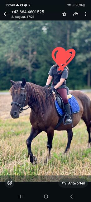 Verlässliche Ponymixstute, Verena Irndorfer, Horses For Sale, Lasberg