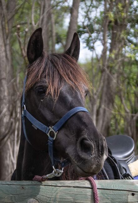 Verlässliche Ponymixstute, Verena Irndorfer, Horses For Sale, Lasberg, Image 2