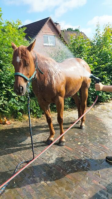 Verlässlicher Quarter Horse Wallach - Ein echter Freund fürs Leben, Kerstin Rehbehn (Pferdemarketing Ost), Horses For Sale, Nienburg, Image 12