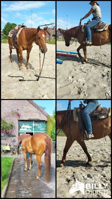 Verlässlicher Quarter Horse Wallach - Ein echter Freund fürs Leben, Kerstin Rehbehn (Pferdemarketing Ost), Horses For Sale, Nienburg, Image 13