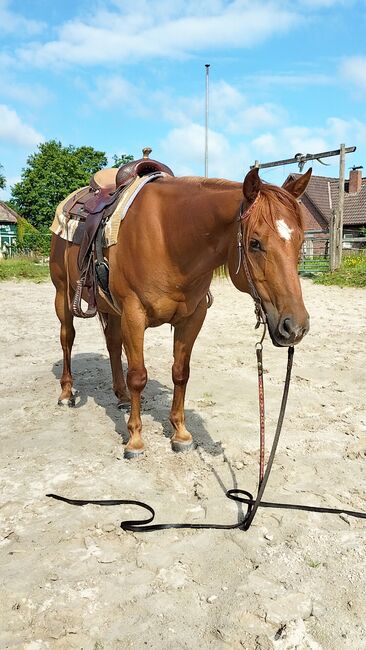 Verlässlicher Quarter Horse Wallach - Ein echter Freund fürs Leben, Kerstin Rehbehn (Pferdemarketing Ost), Horses For Sale, Nienburg